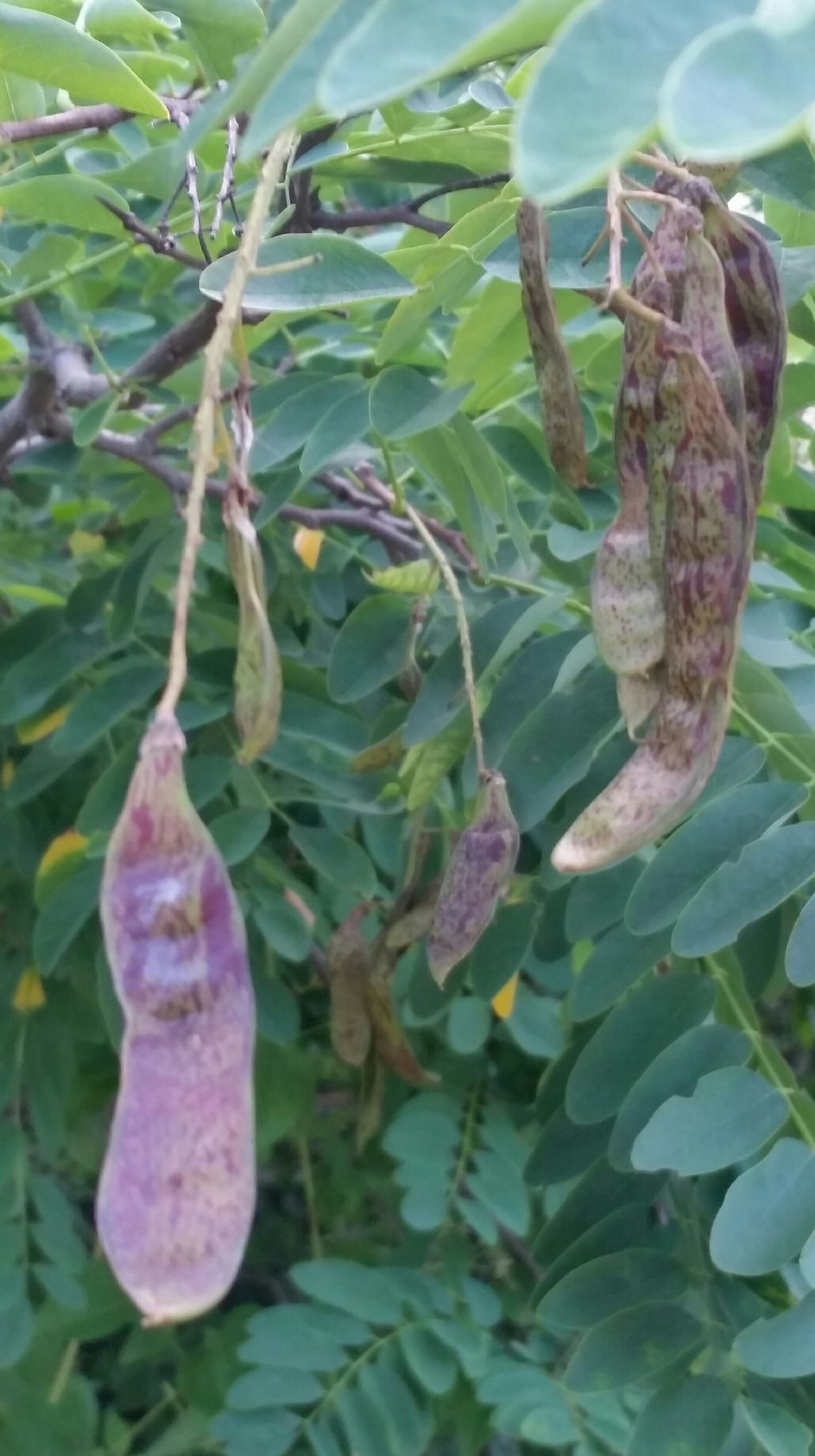 Baccelli di robinia pseudo acacia?  S !